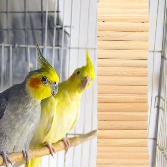 Create a Bird Paradise: Essential Enrichment for Your Feathered Friend
