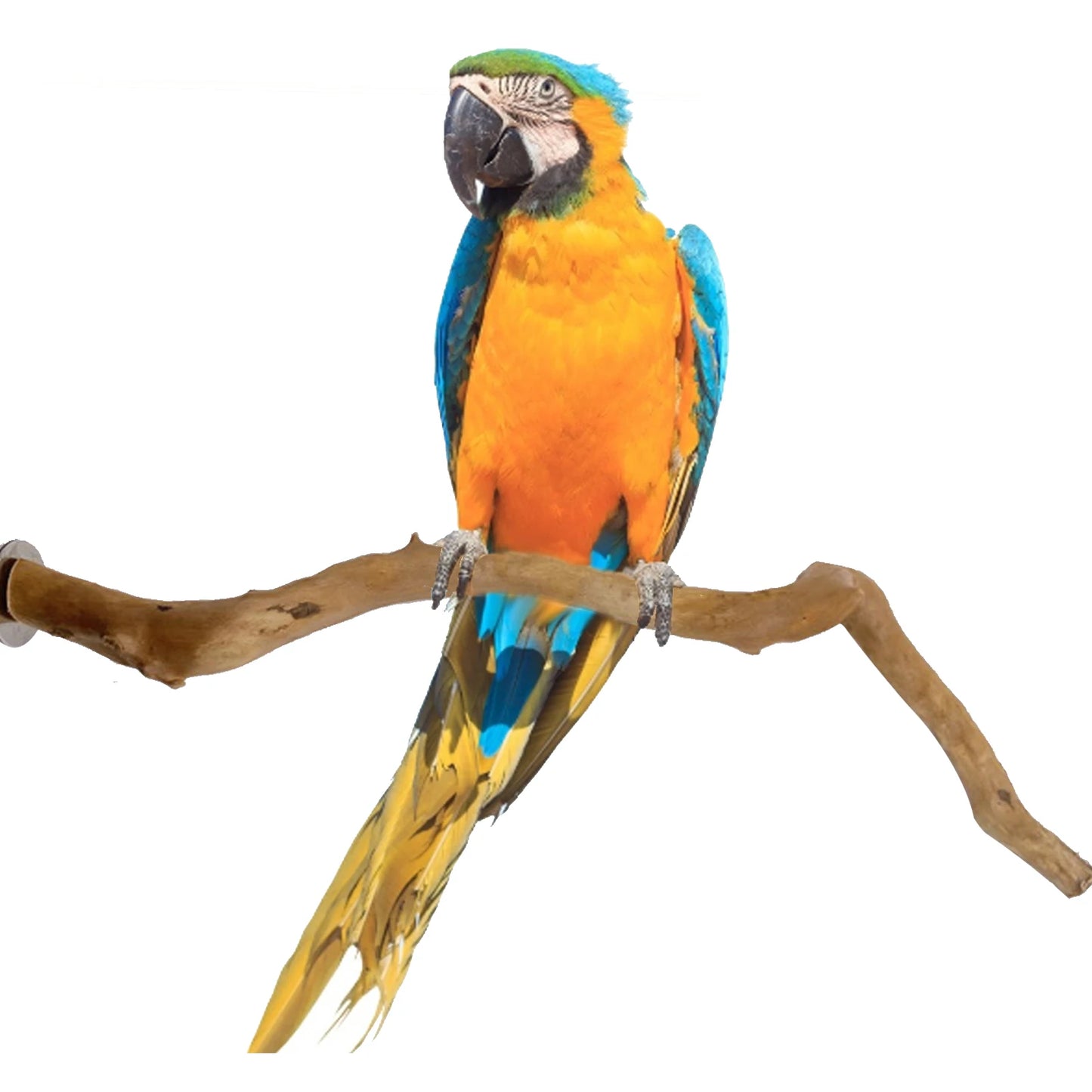 Interactive Natural Wood Perch for Parrot Cage: Promotes Claw Health & Play