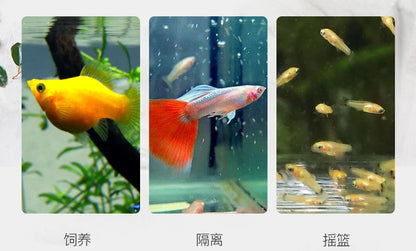 Acrylic Fish Isolation & Breeding Box for Aquarium - Ideal for Small Fry, Spawning, and Hatching